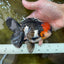 AAA Grade Tricolor Oranda Male 5.5 inches #052325_11