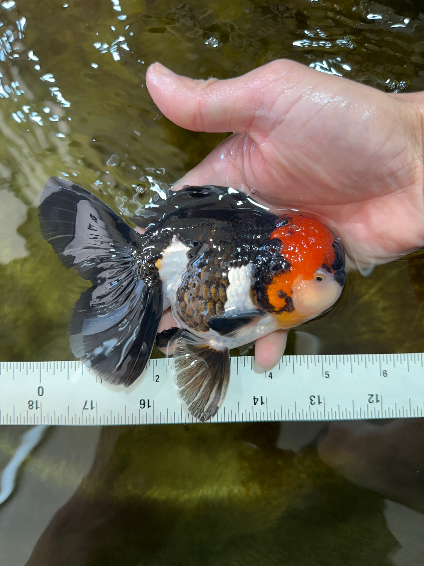 AAA Grade Tricolor Oranda Male 5.5 inches #052325_11