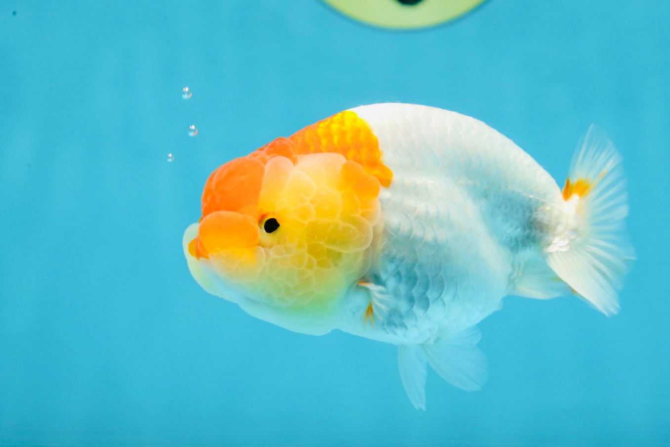 AAA Grade Young Red White Kohaku LionQueen 4 inches #101025LC_09