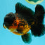 A Grade LAVA Apache Oranda Female 5.5-6 inches #030626OR_28