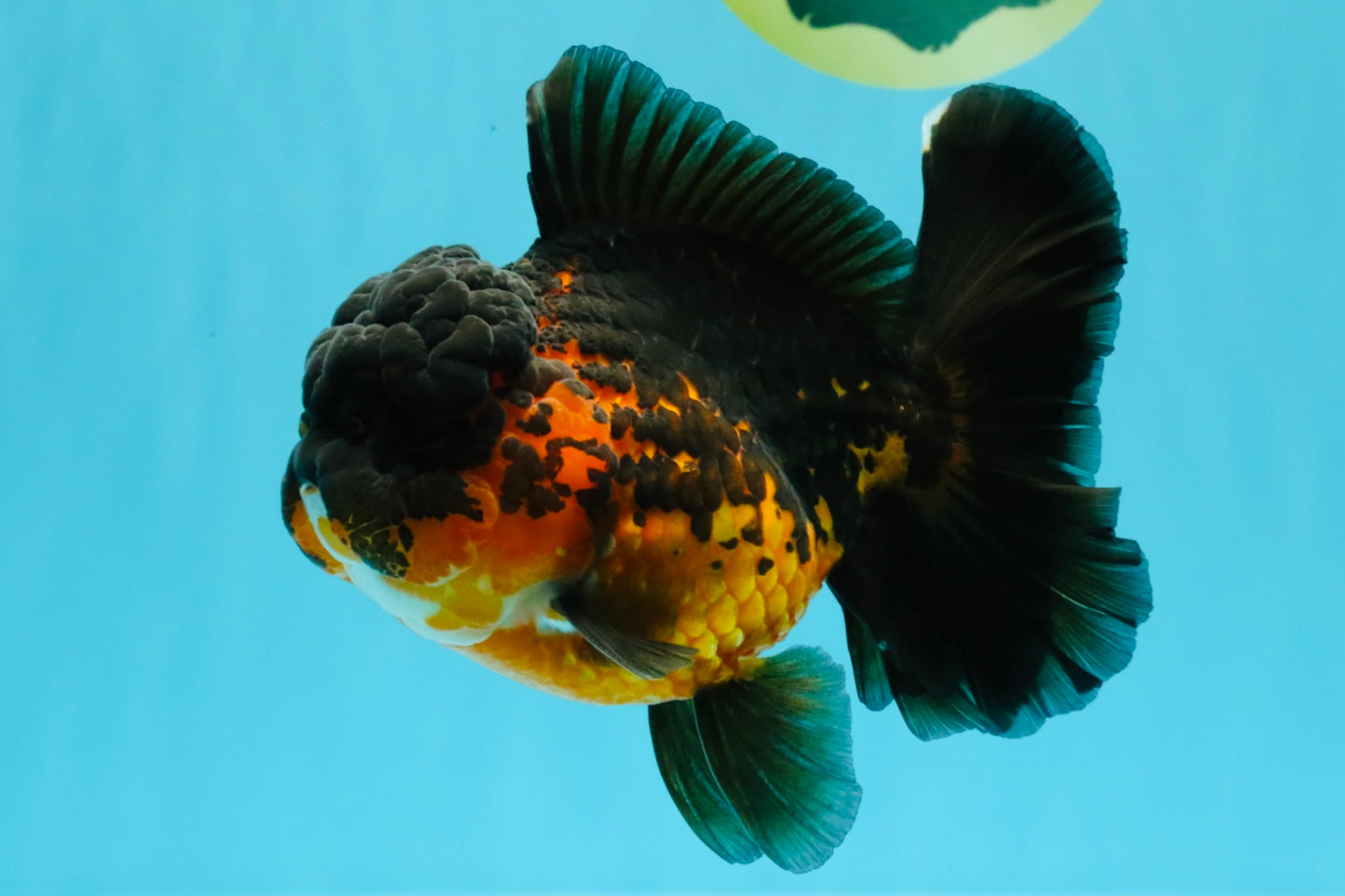 A Grade LAVA Apache Oranda Female 5.5-6 inches #030626OR_28
