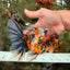 A Grade Calico Tiger Oranda Male 6.5-7 inches #080726OR_17