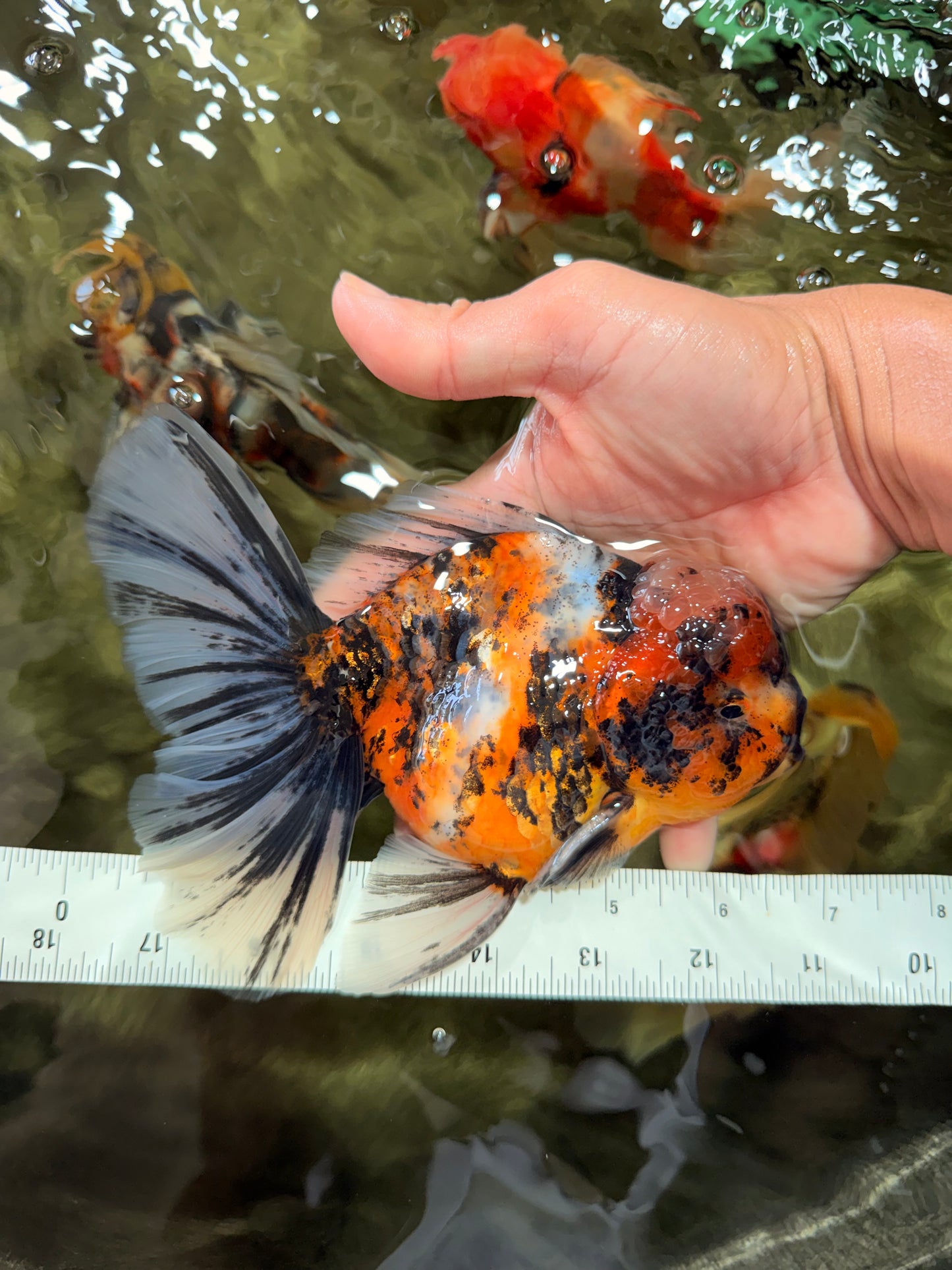 A Grade Calico Tiger Oranda Male 6.5-7 inches #080726OR_17