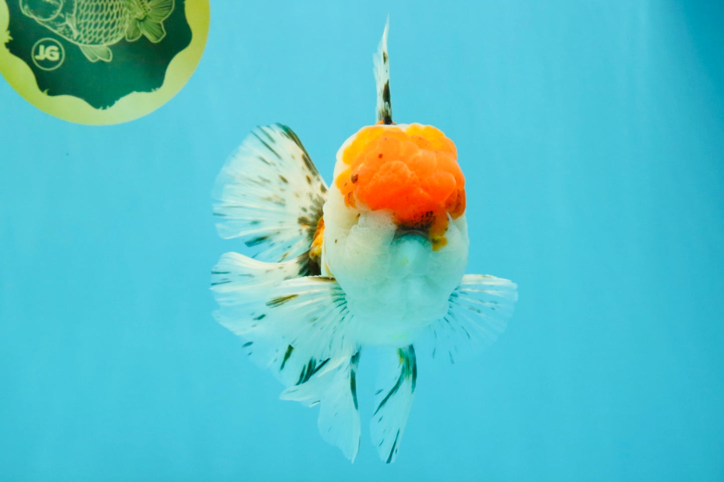 GIANT A Grade Calico Blue Base Oranda Male 7 inches #042426OR_10