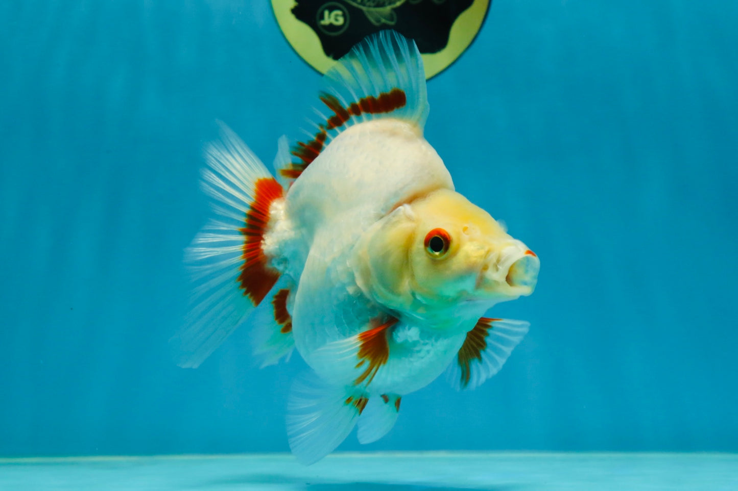 AAA Grade Red White Ryukin Female 5-5.5 inches #060625RK_33