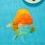🍊 Chubby Orange Mirinda Lionchu Male 5 inches #0412LC_12
