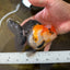 UNIQUE A Grade Tricolor Oranda Female 4.5-5 inches #082225OR_25