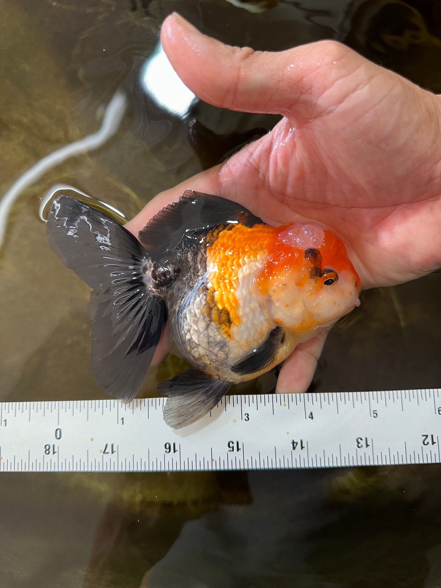 UNIQUE A Grade Tricolor Oranda Female 4.5-5 inches #082225OR_25