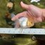 Adorable A Grade Beautiful White Oranda Female 4.5 inches #041825OR_07