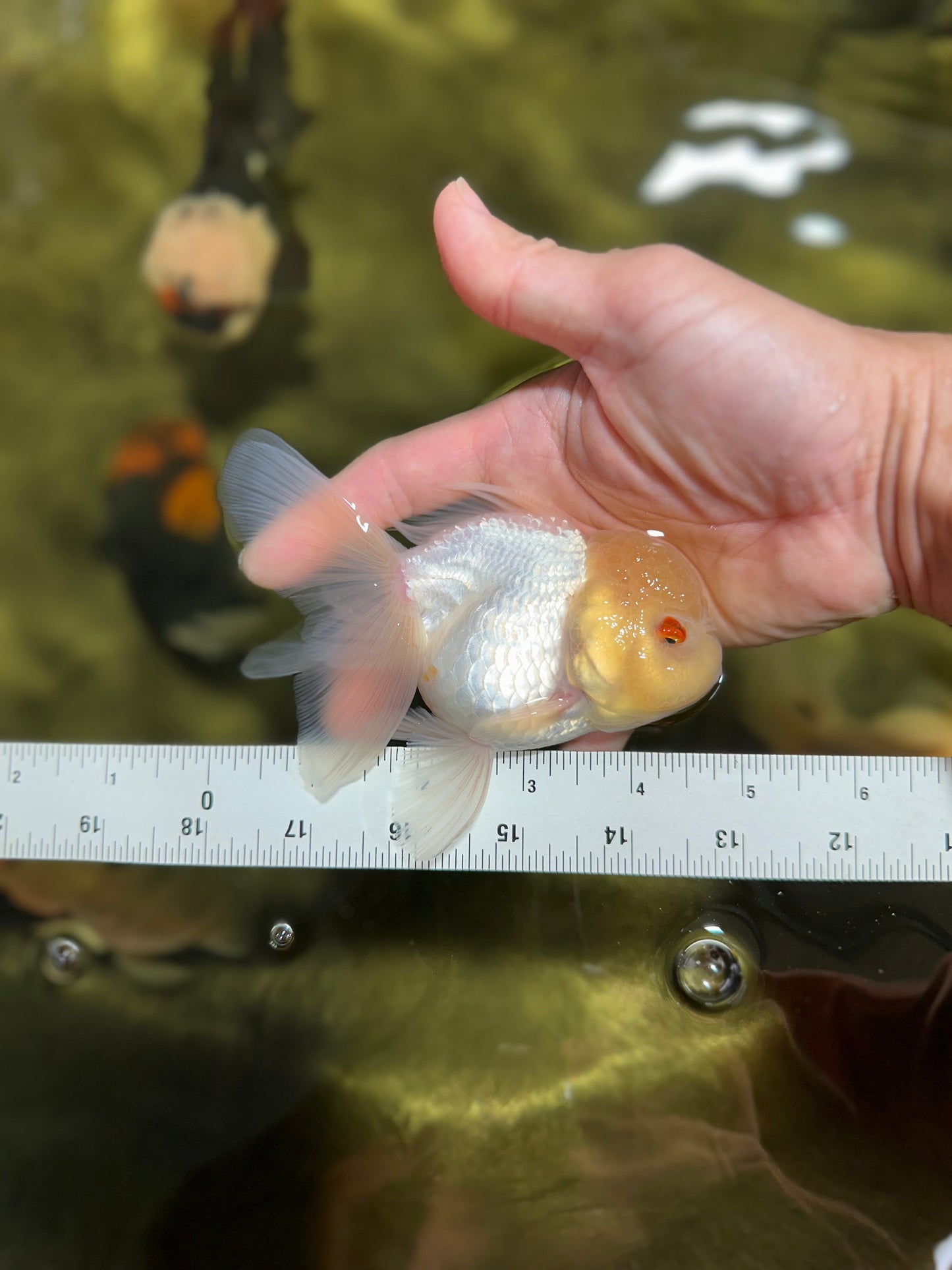 Adorable A Grade Beautiful White Oranda Female 4.5 inches #041825OR_07