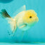 A Grade BULLDOG Lemonhead Oranda Male 4.5-5 inches #1018OR_22