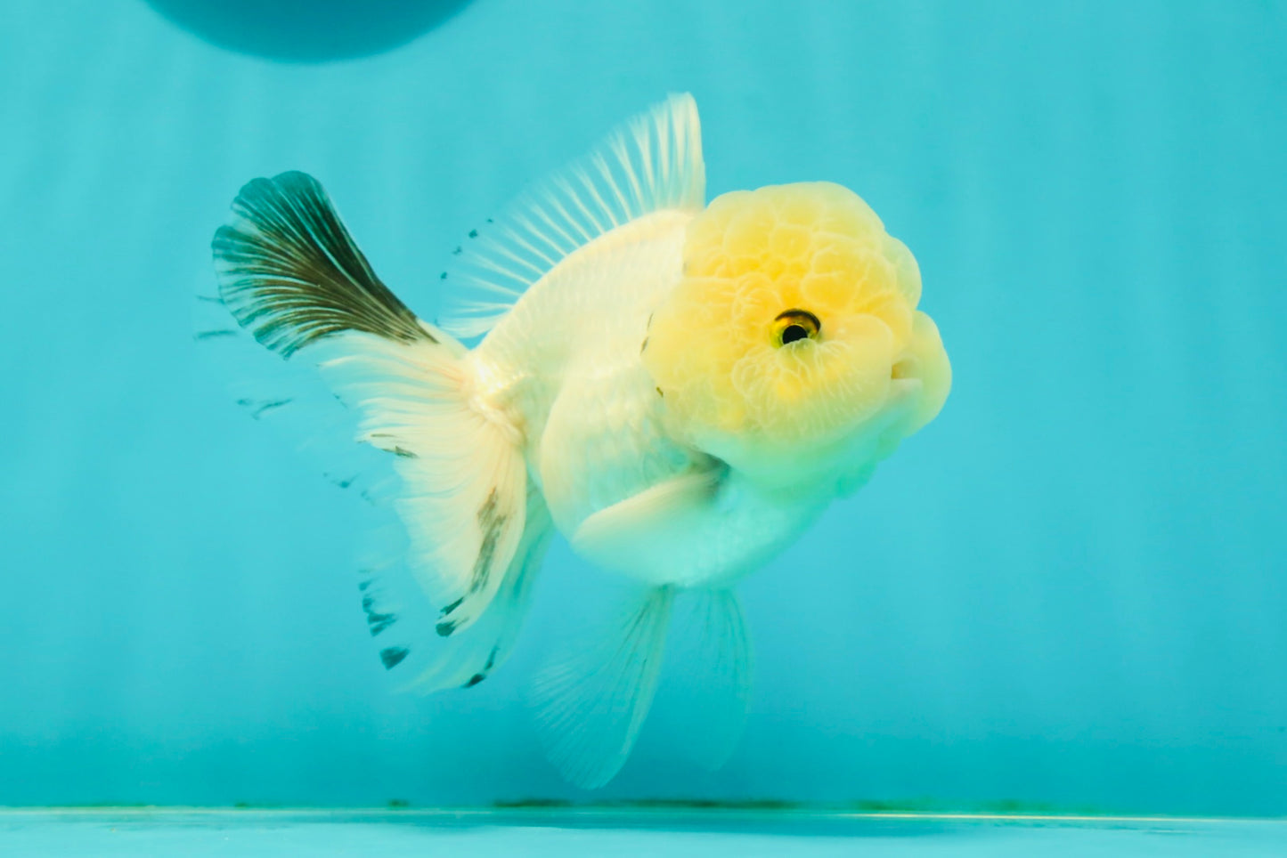 A Grade BULLDOG Lemonhead Oranda Male 4.5-5 inches #1018OR_22