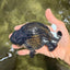 CHUBBY AAA Grade Black Ranchu Female 5-5.5 inches #062626RC_11