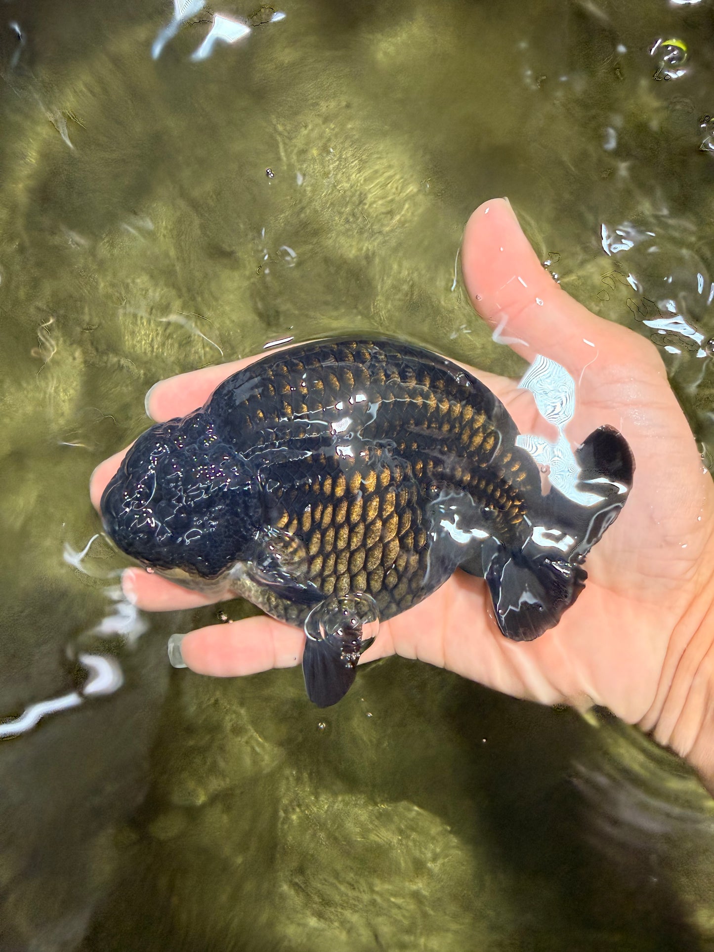 CHUBBY AAA Grade Black Ranchu Female 5-5.5 inches #062626RC_11