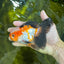 UNIQUE Tricolor Oranda Male 5 inches #100325OR_21