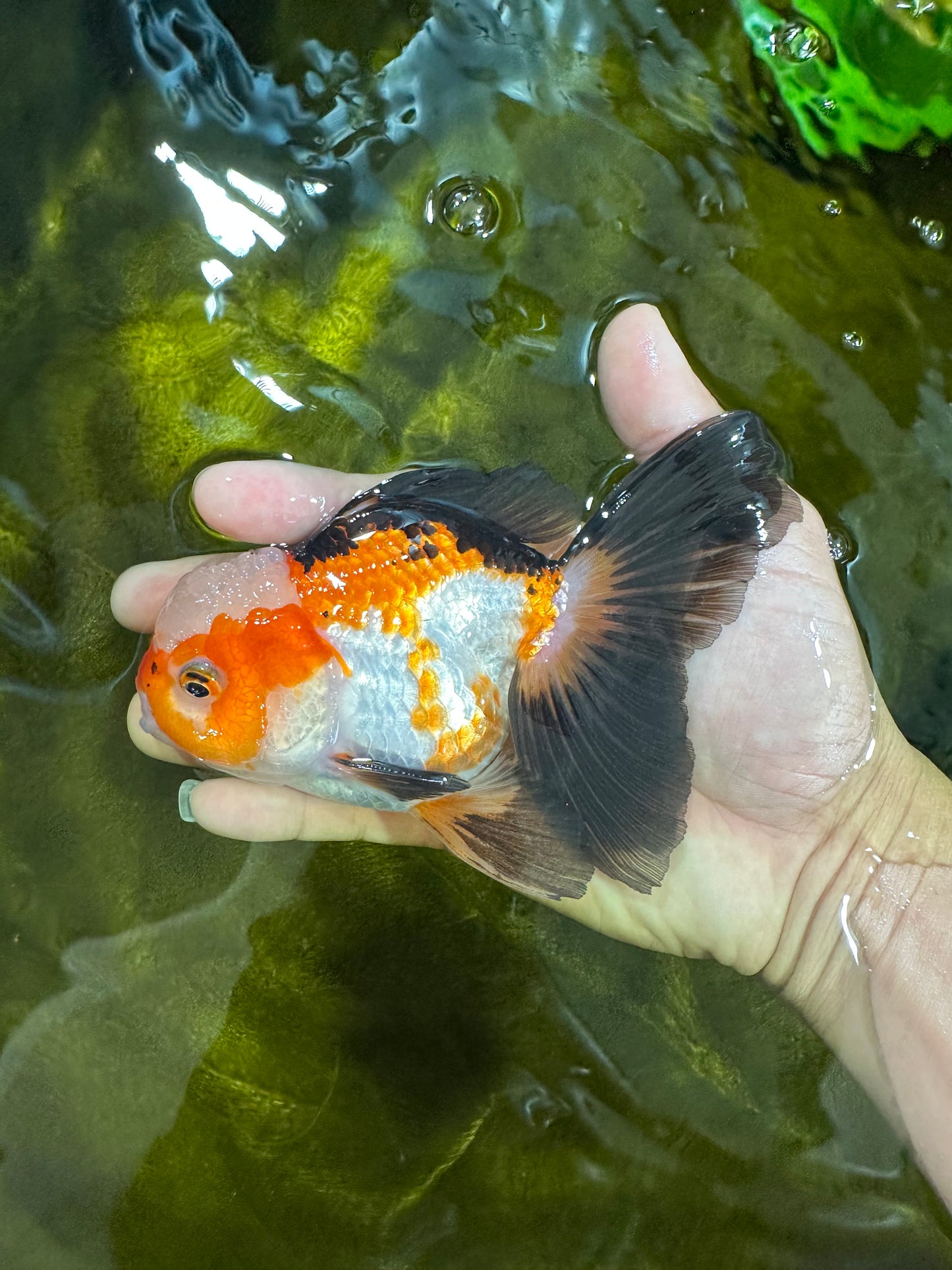 UNIQUE Tricolor Oranda Male 5 inches #100325OR_21