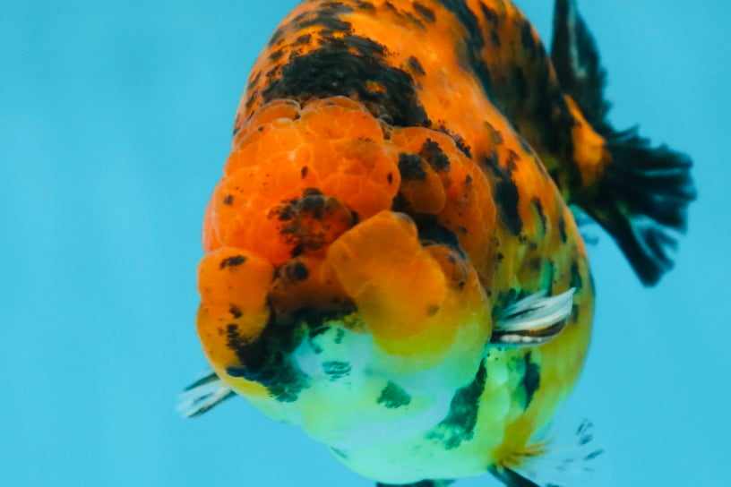 AAA Grade Tiger LionKing 4-4.5  inches #053025LC_10