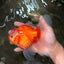 A Grade Red White Oranda Male 6 inches #071726OR_25