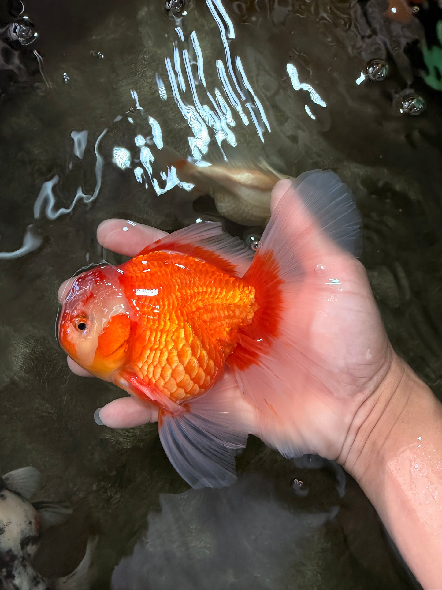 A Grade Red White Oranda Male 6 inches #071726OR_25
