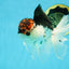 A Grade Young Lava Tricolor Oranda Male 5.5 inches #061325_07