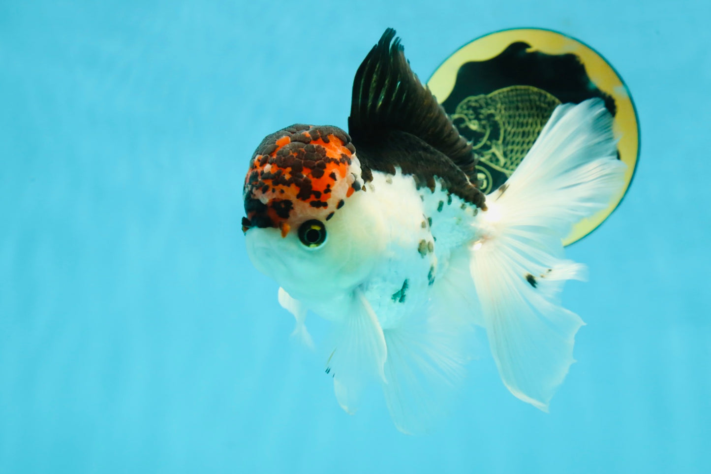 A Grade Young Lava Tricolor Oranda Male 5.5 inches #061325_07