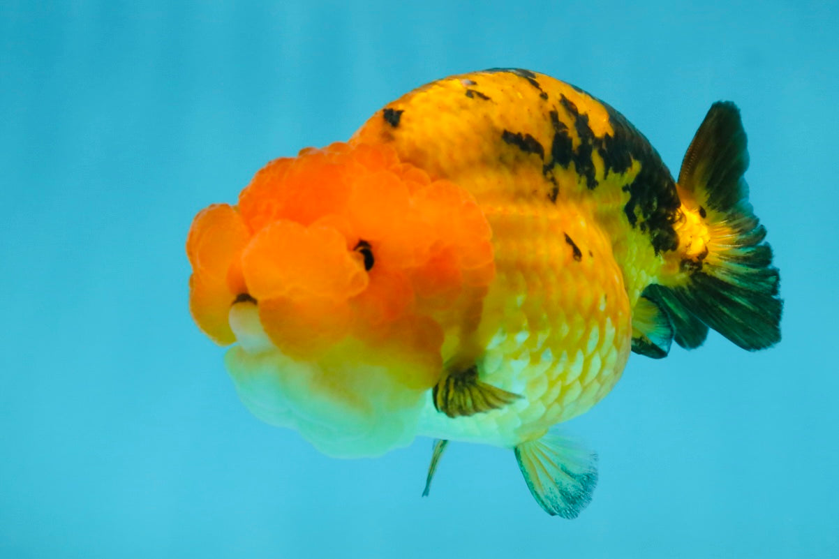 Adorable A Grade Super Cute Apache LionQueen 4 inches #050225LC_14