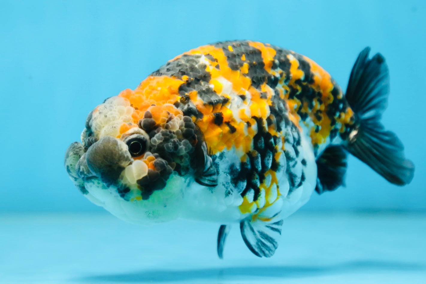 A Grade SUPER CUTE Tricolor Tiger LionQueen 5 inches #091225LC_07