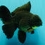 AAA Grade Black Oranda Male 6.5 inches #102326OR_08