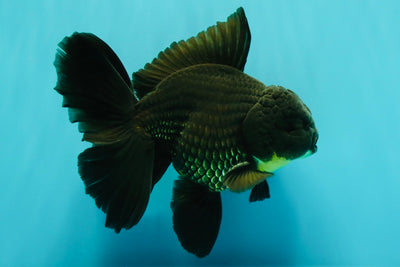 AAA Grade Black Oranda Male 6.5 inches #102326OR_08