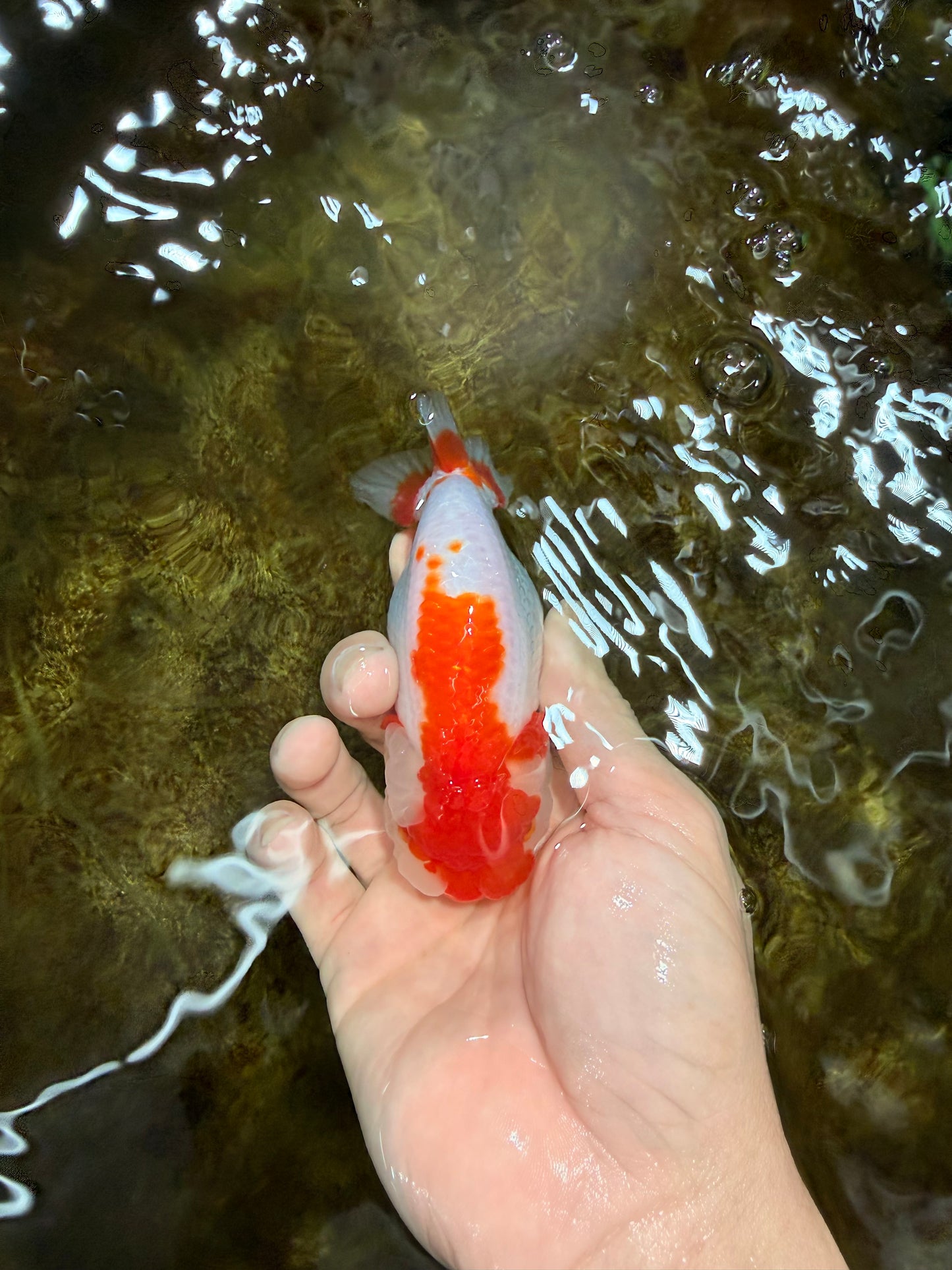 A Grade Red White LionQueen 4-4.5 inches #112125LC_11