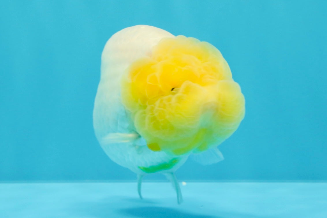 A Grade Dragon Lemonhead  LionQueen 4.5 inches #022726LC_28