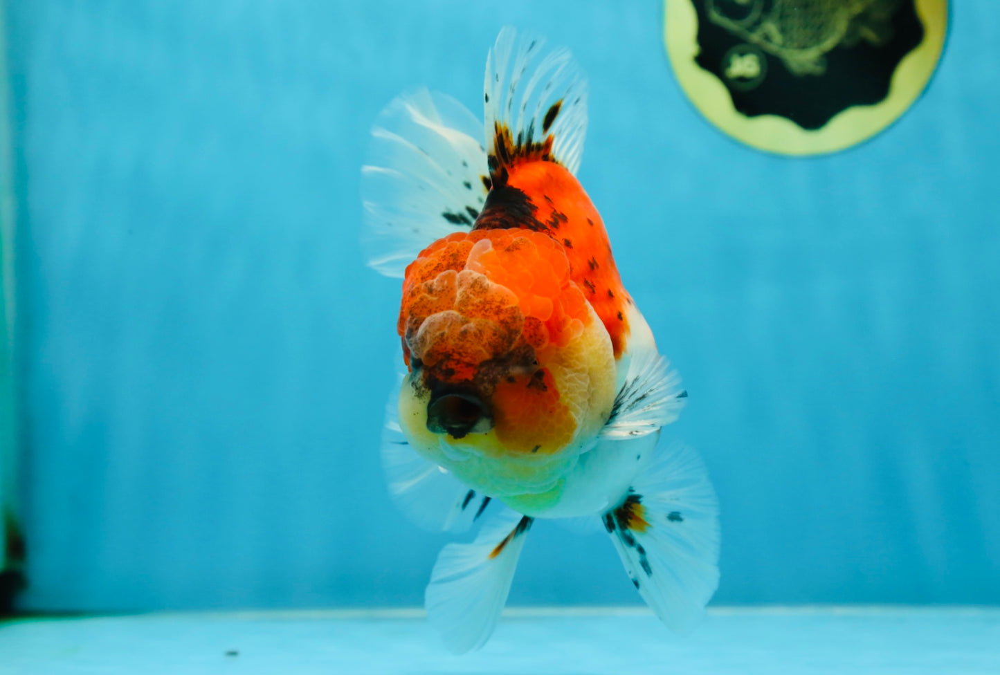 AAA Grade RARE Godzilla Calico Sakura Oranda Male 5.5 inches #051625OR_20