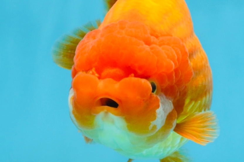 A Grade Red LionQueen 5.5-6 inches #112125LC_04