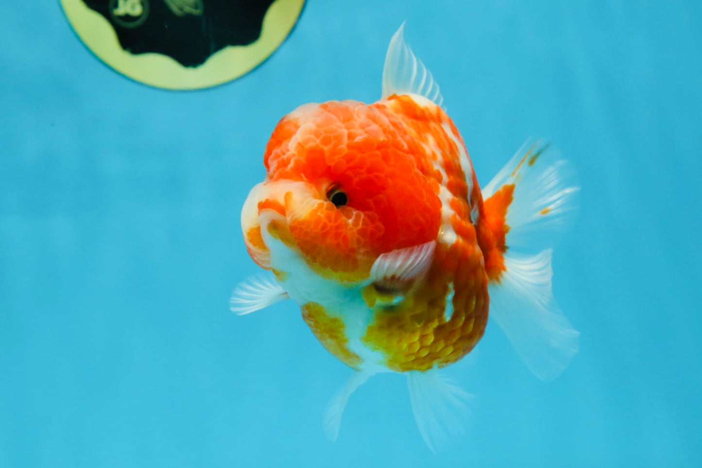 AAA Grade Cherry Sakura Yuanbao Female 4-4.5 inches #101025YB_24