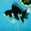A Grade Panda Oranda Female 5-5.5 inches #051625OR_34