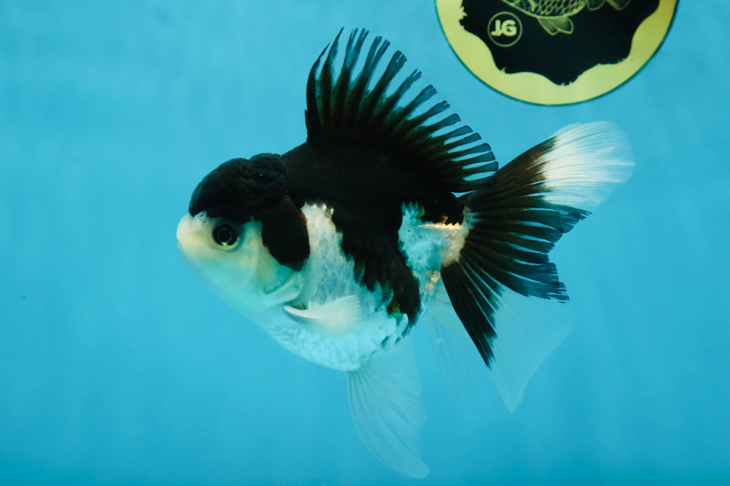 A Grade Panda Oranda Female 5-5.5 inches #051625OR_34