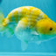 Lemon Neon Ranchu Female 6 inches #0112RC_09