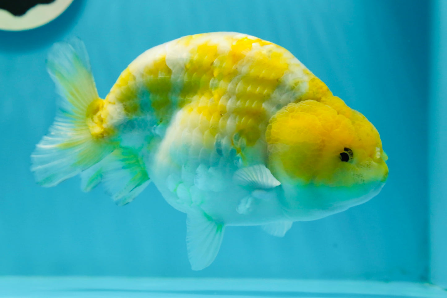 Lemon Neon Ranchu Female 6 inches #0112RC_09