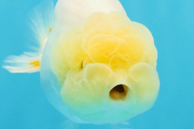 A Grade White LionQueen 4-4.5 inches #032726LC_20