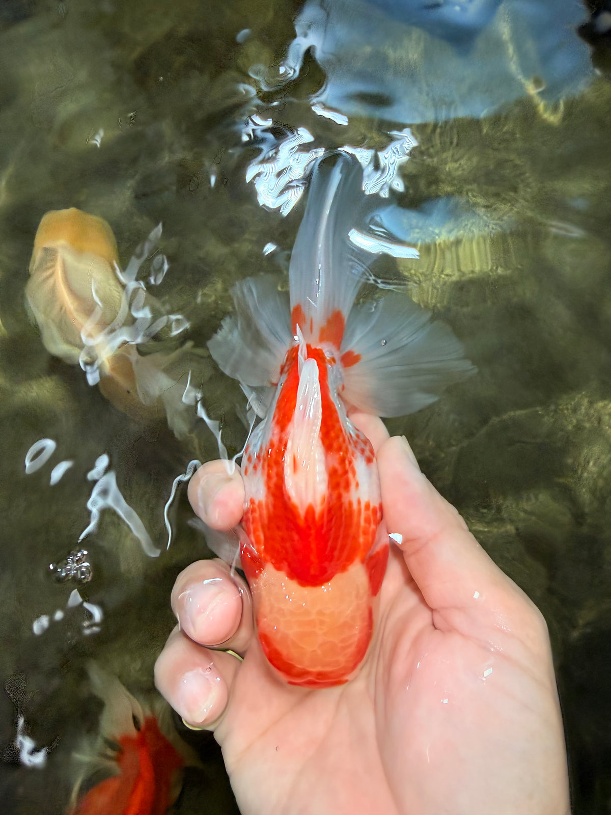 A Grade Kohaku Red White Oranda Male 5.5 inches #101626OR_12