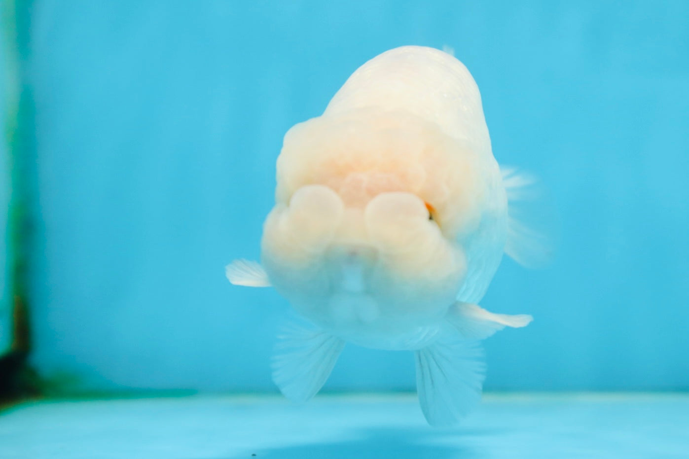 AAA Grade Snow White LionKing 5-5.5 inches #082925LC_18