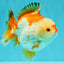 AAA Grade Red White Yuanbao Male 4.5-5 inches #082126YB_26