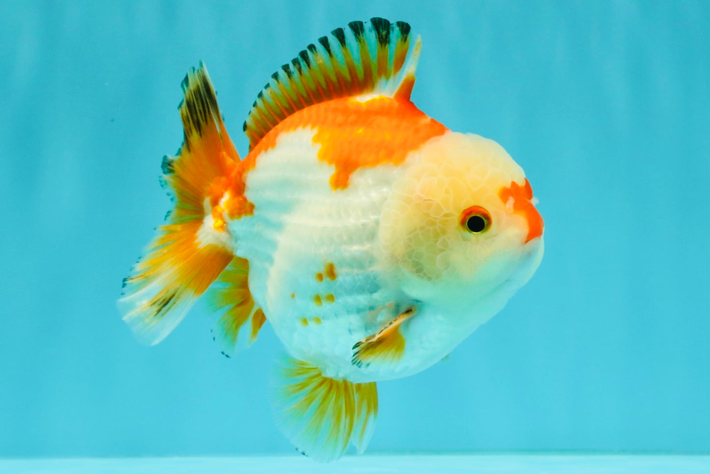 AAA Grade Red White Yuanbao Male 4.5-5 inches #082126YB_26