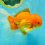 A Grade Red White Oranda Male 6.5 inches #082826OR_16