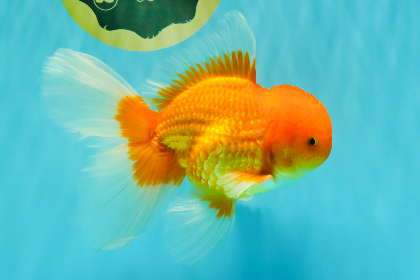 A Grade Red White Oranda Male 6.5 inches #082826OR_16