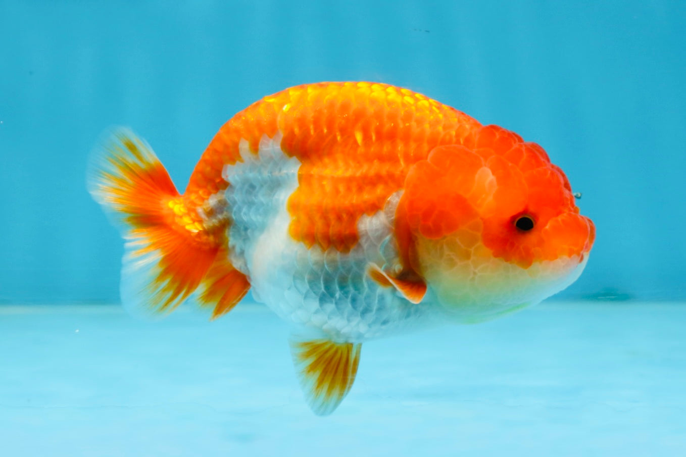 CHUBBY AAA Grade Red White LionQueen 4-4.5 inches #102425LC_13