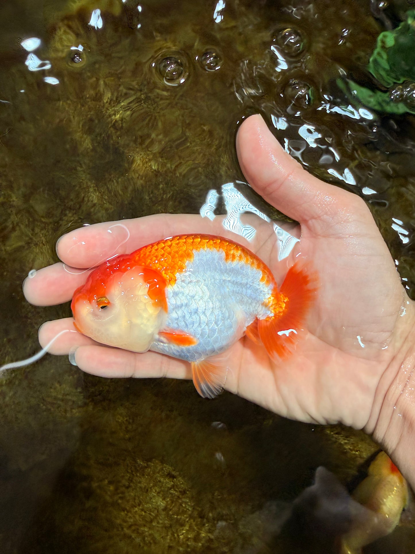 A Grade Red White LionQueen 4 inches #103125LC_20