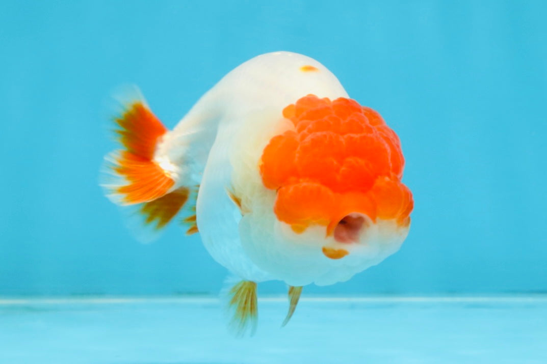 FLUFFY AAA Grade Red Head LionQueen 4-4.5 inches #102425LC_10