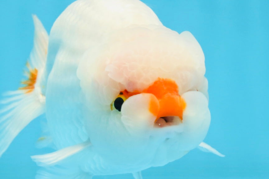 A Grade Red White LionKing 5-5.5 inches #112125LC_03