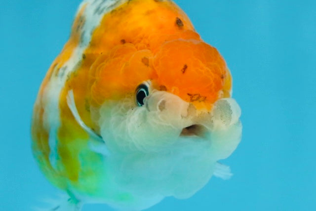 A Grade Calico LionQueen 4 inches #060625LC_05